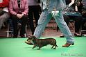 Crufts2011_2 1362